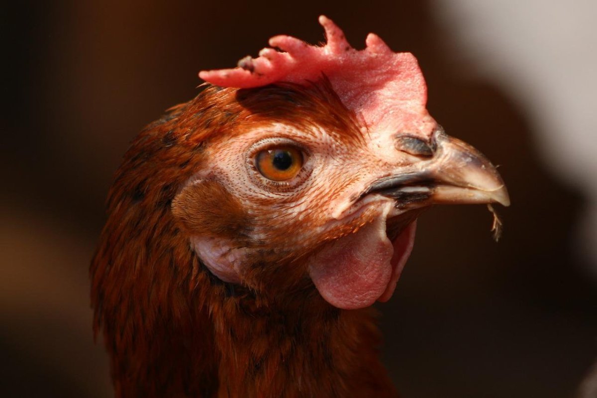 Найджел без перьев Рио