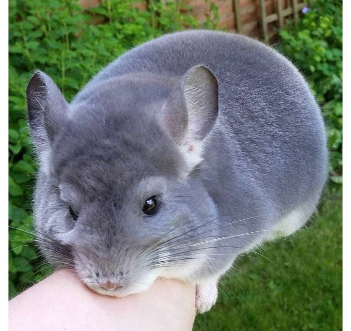 Максим Костенко шиншиллы