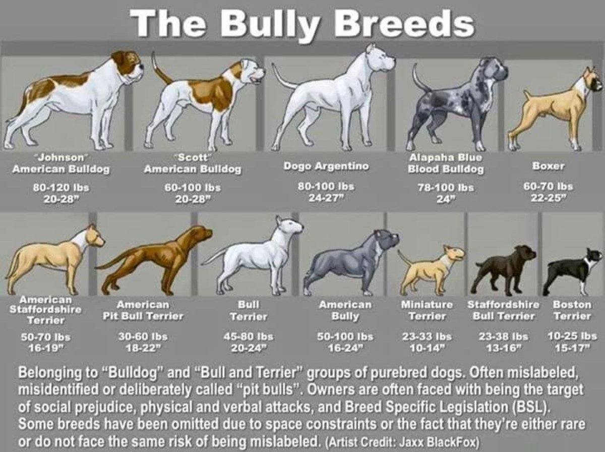 Амстафф далматинец