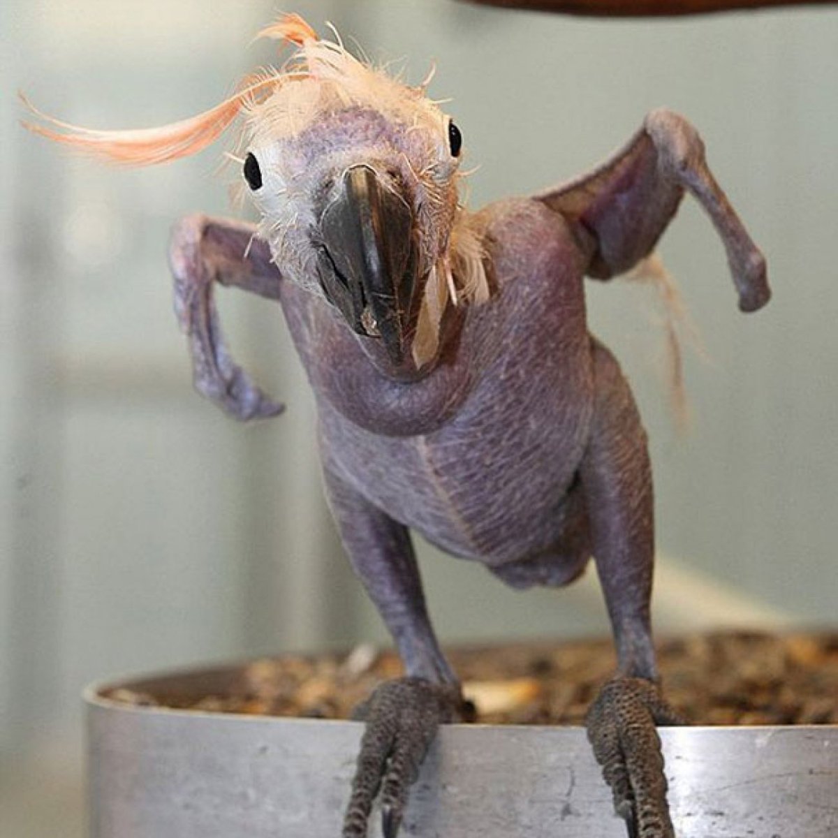 Название пород кур несушек