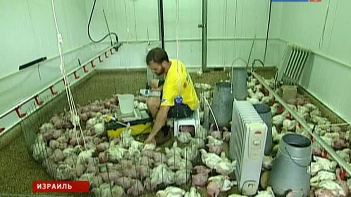 Ощипанный цыплёнок