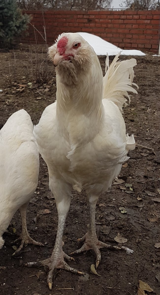 Худая курица общипанная