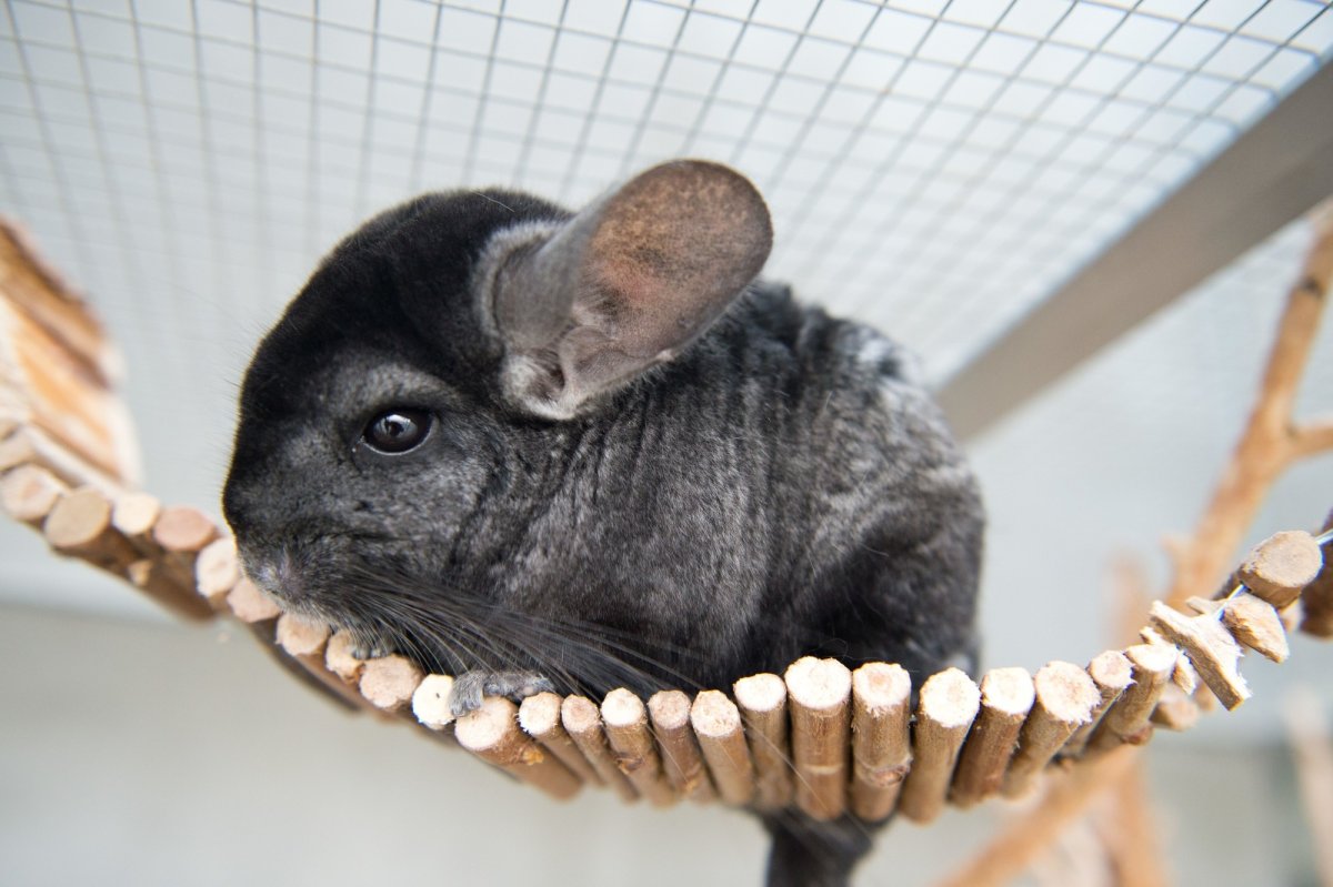 Шиншилла большая