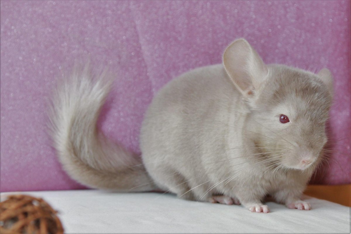 Ангорская шиншилла