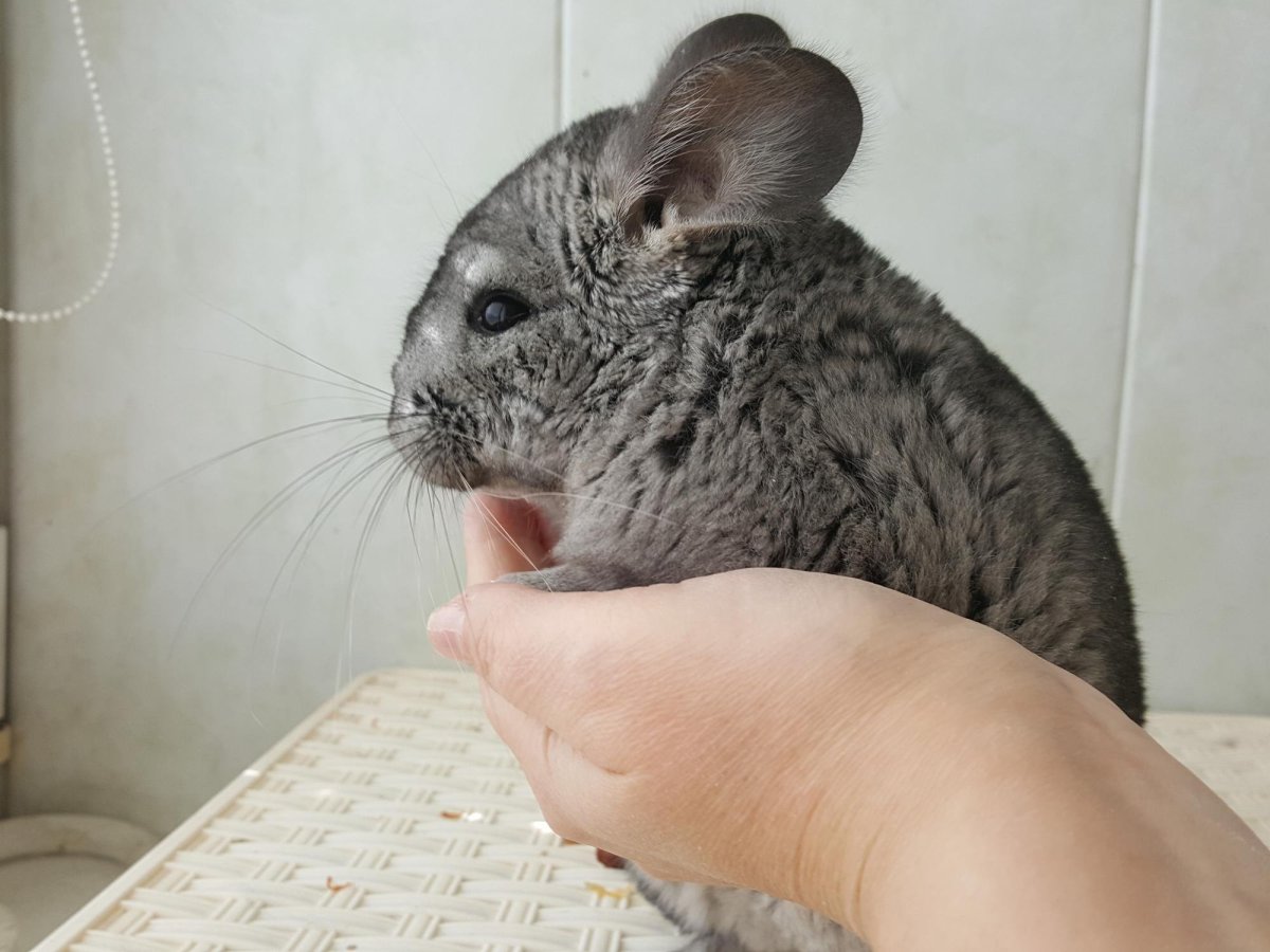 Шиншиллы с другими животными