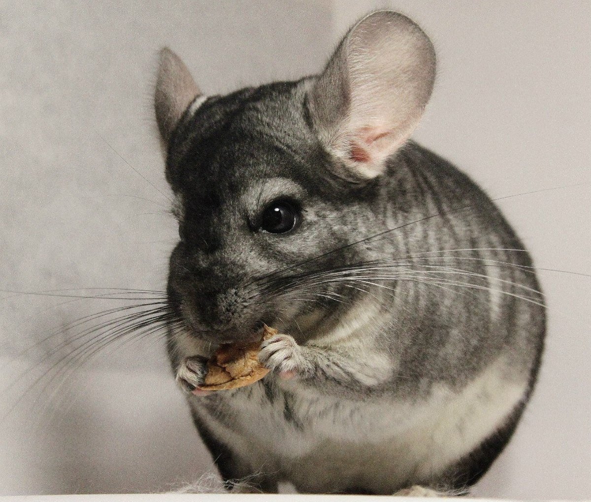 Лысая шиншилла