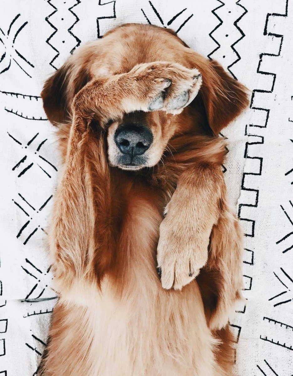 Милая собачка в костюмчике