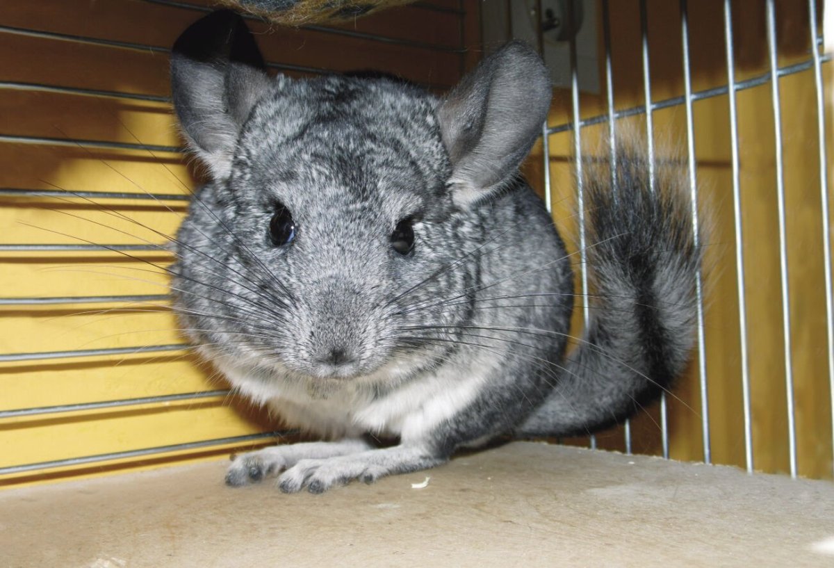 Шиншилловая ферма в Липецке