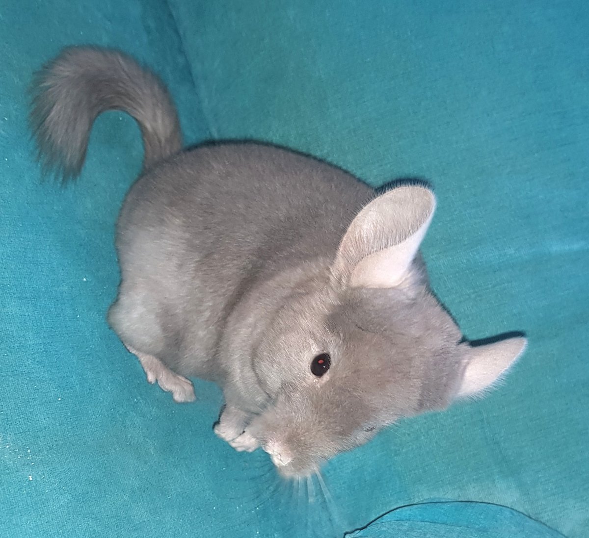 Габариты шиншиллы