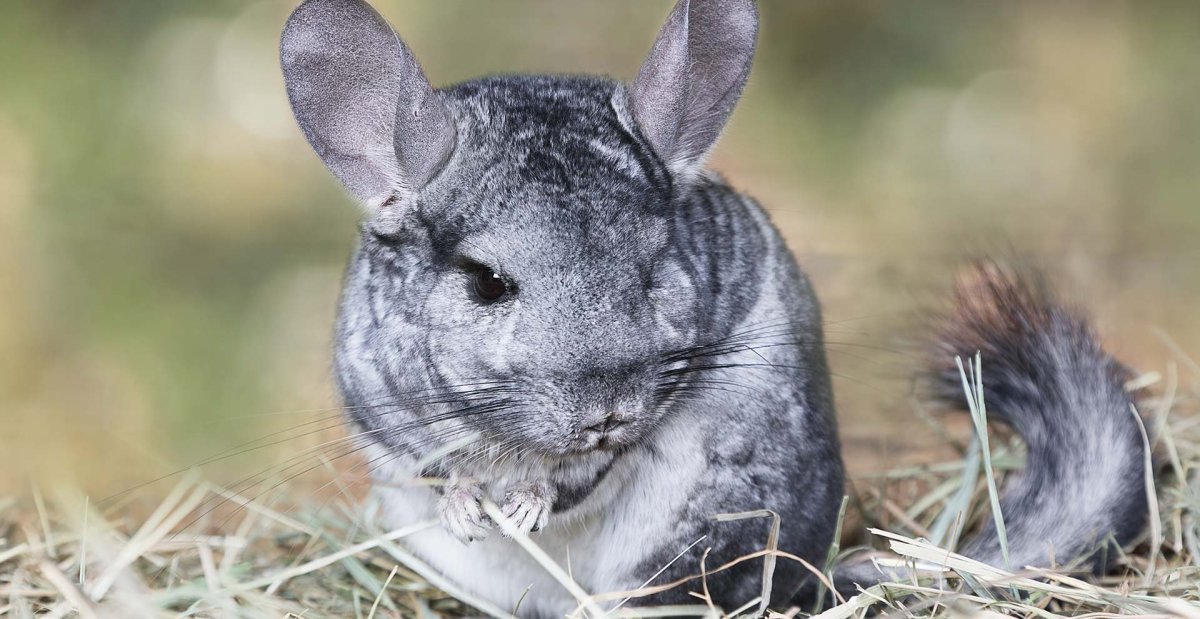 Австралийская шиншилла