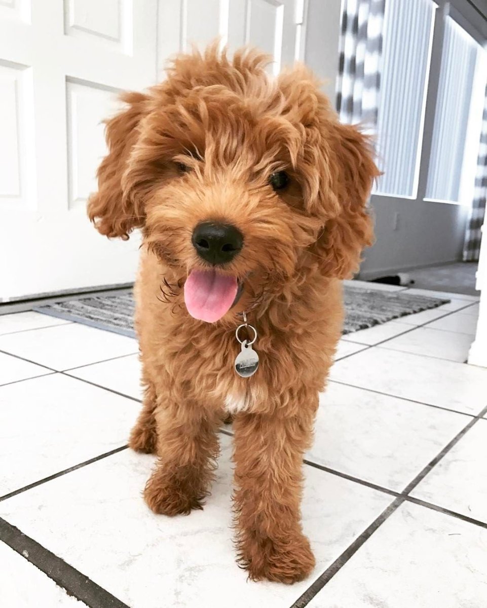 Породы собак из пинтереста