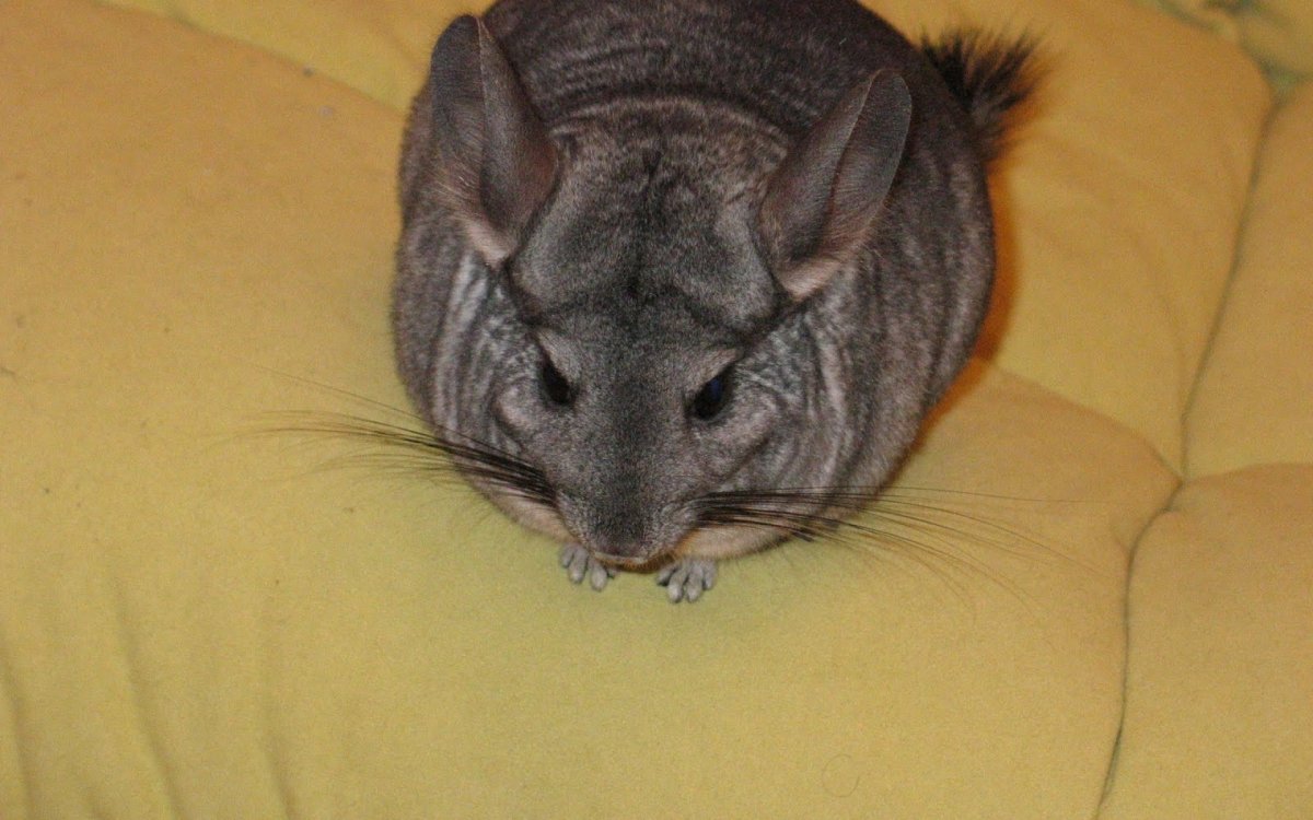 Шиншилла без шерсти