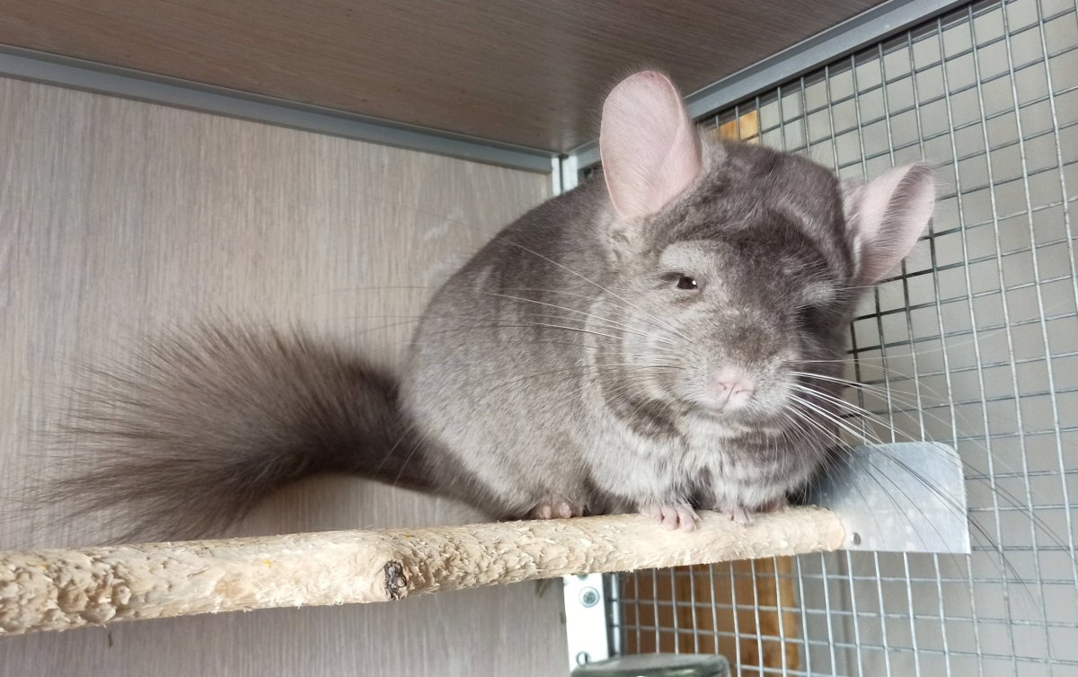 Лысая шиншилла