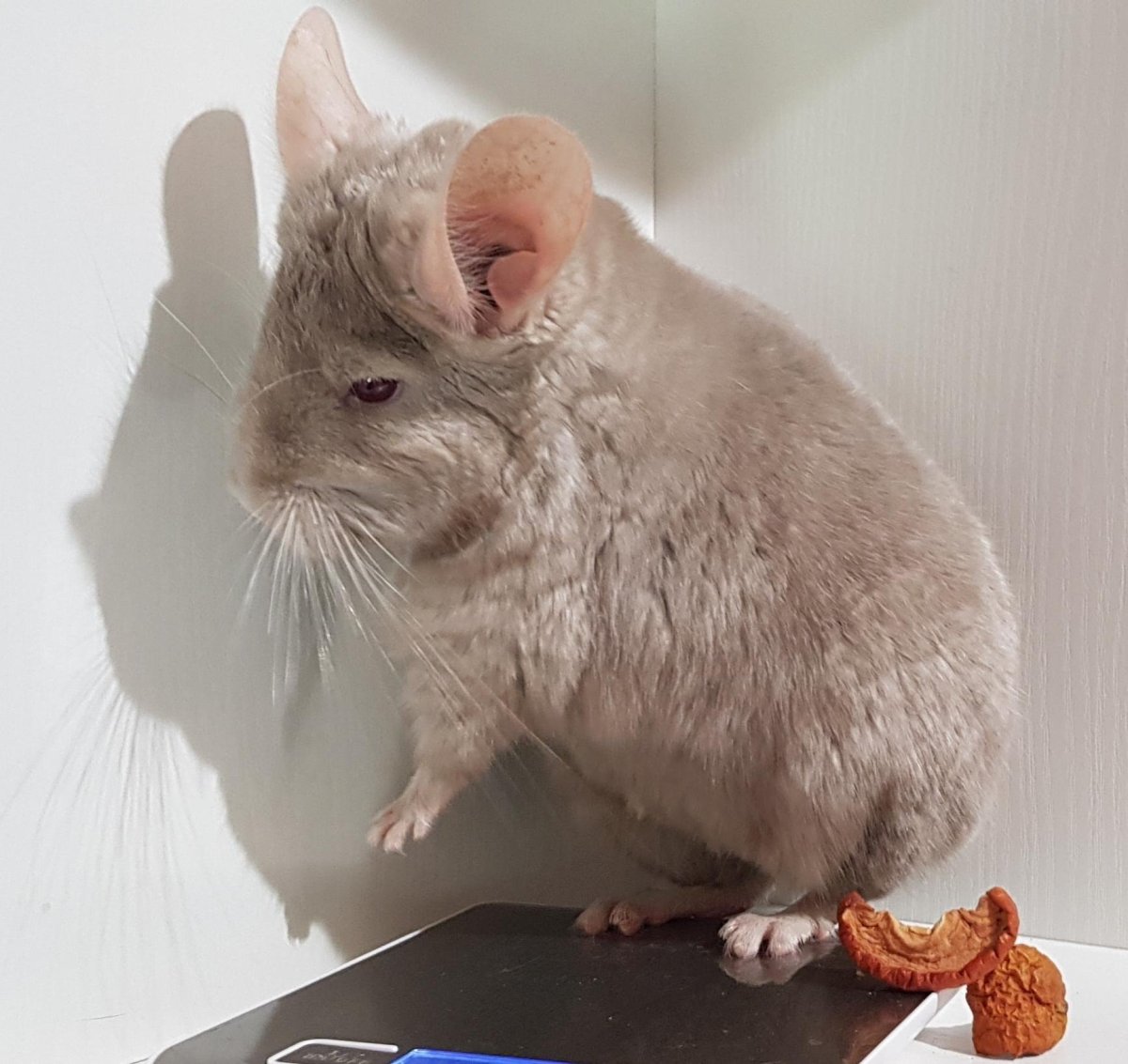 Шиншилла гетеробежевая ангора