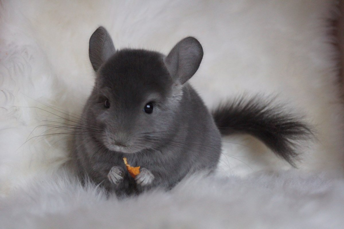 Береговая шиншилла малая длиннохвостая