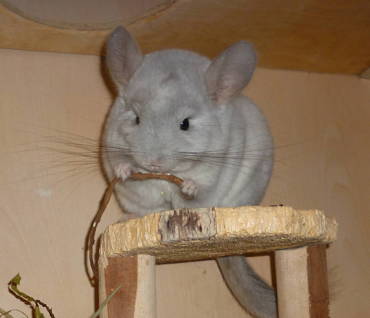 Шиншилла бежевая Веллмана