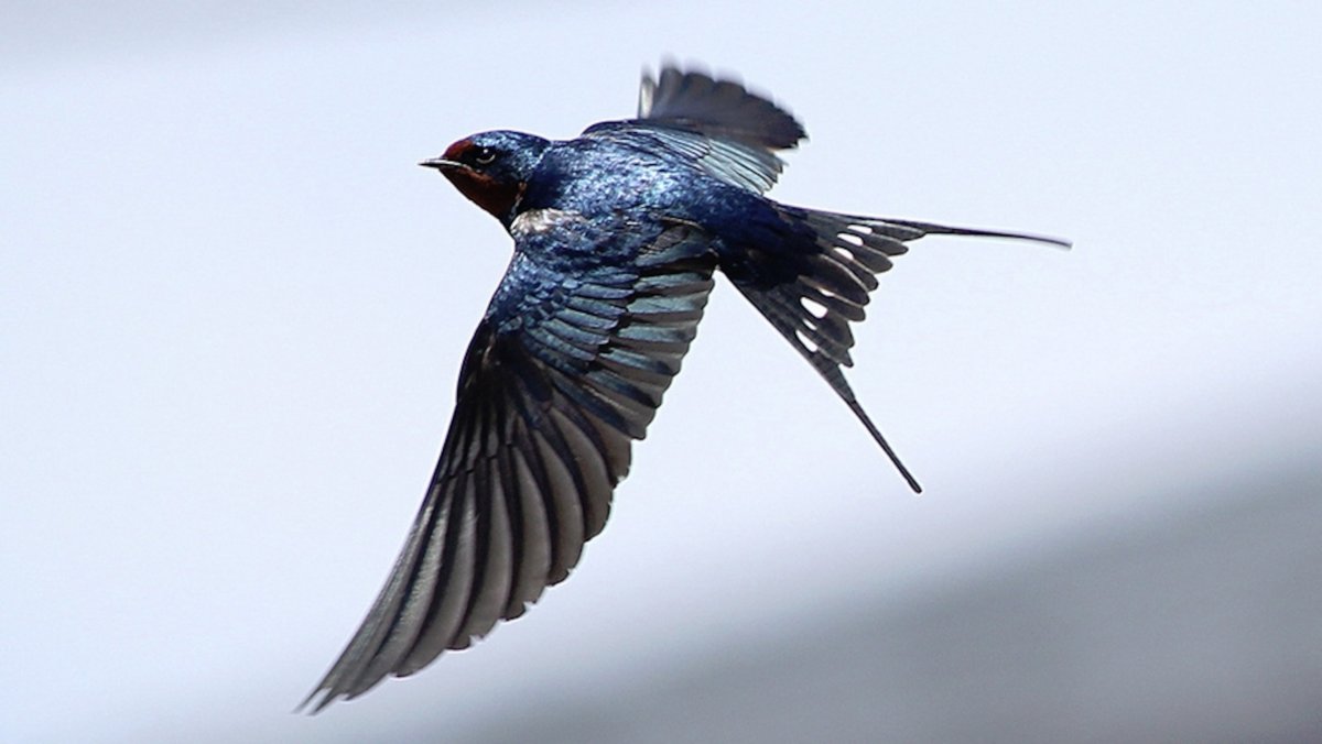 Трубочки на перьях у стрижа