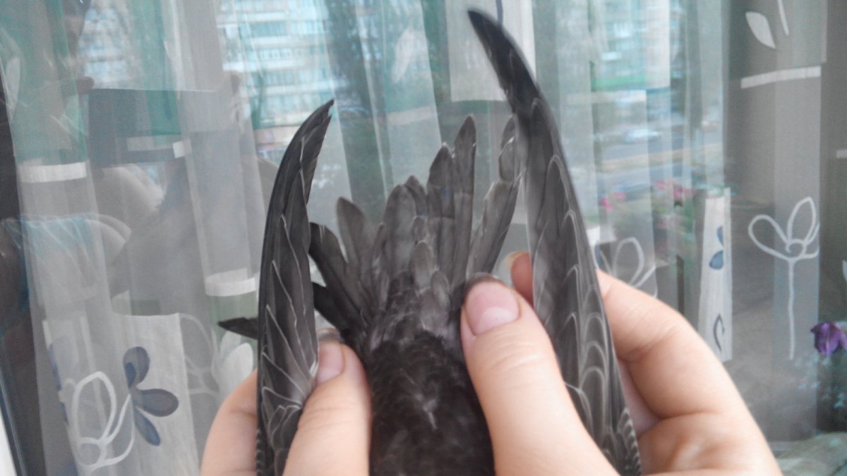 Крылья стрижа