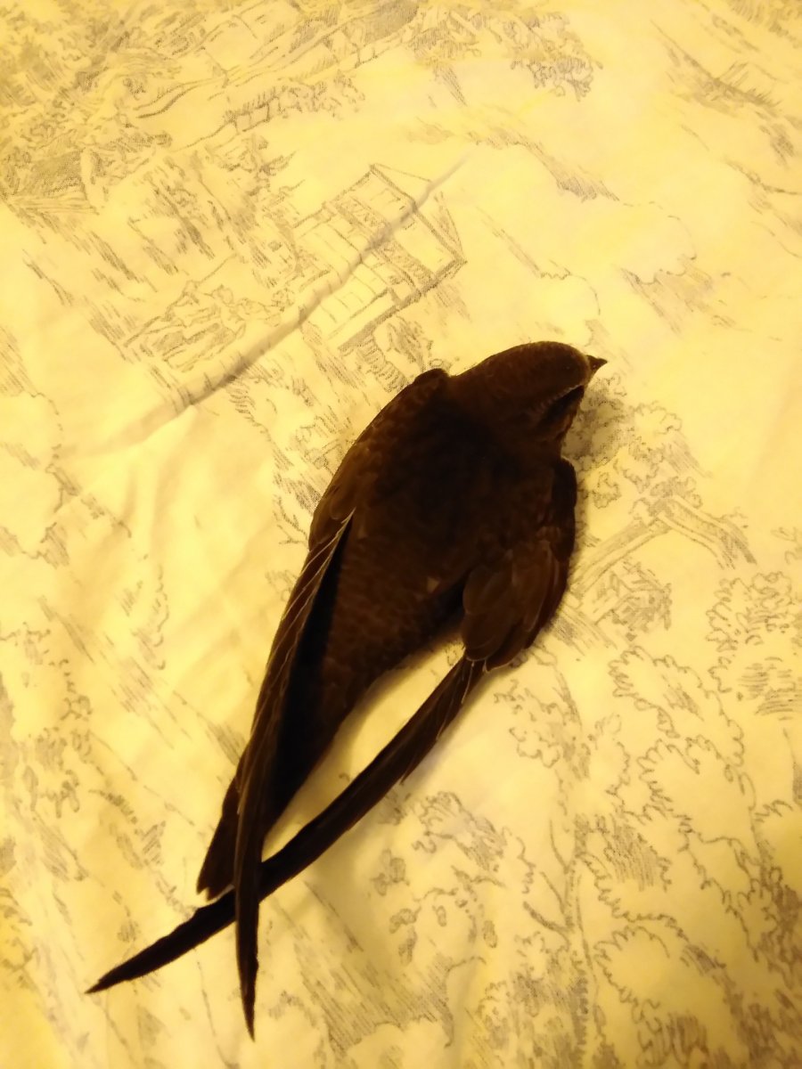 Стайка Стрижей