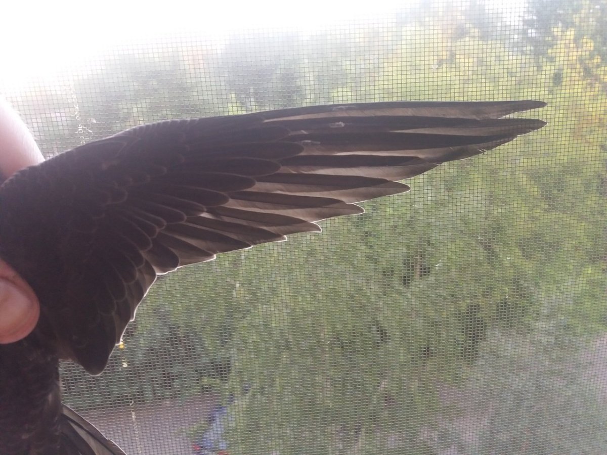 Открытый перелом крыла у стрижа в подмышке