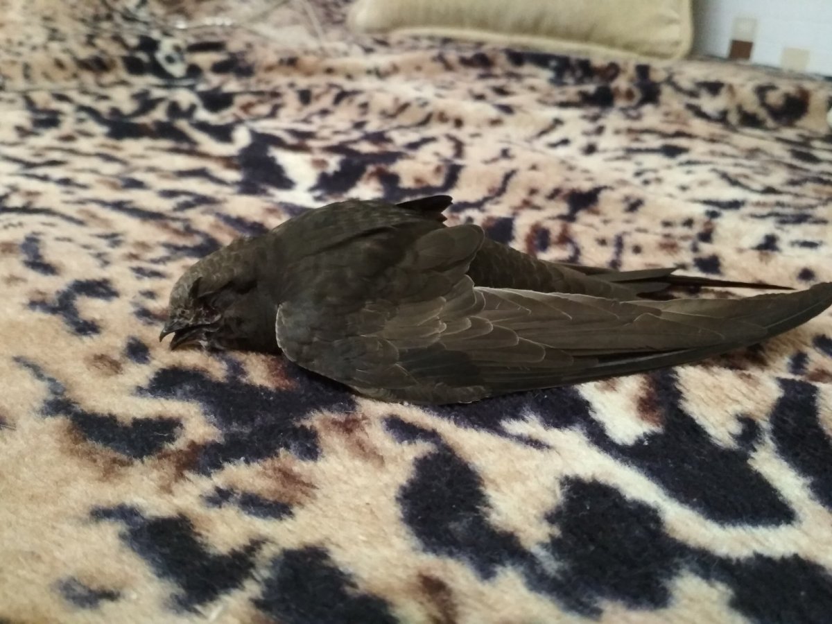 Молодой Стриж