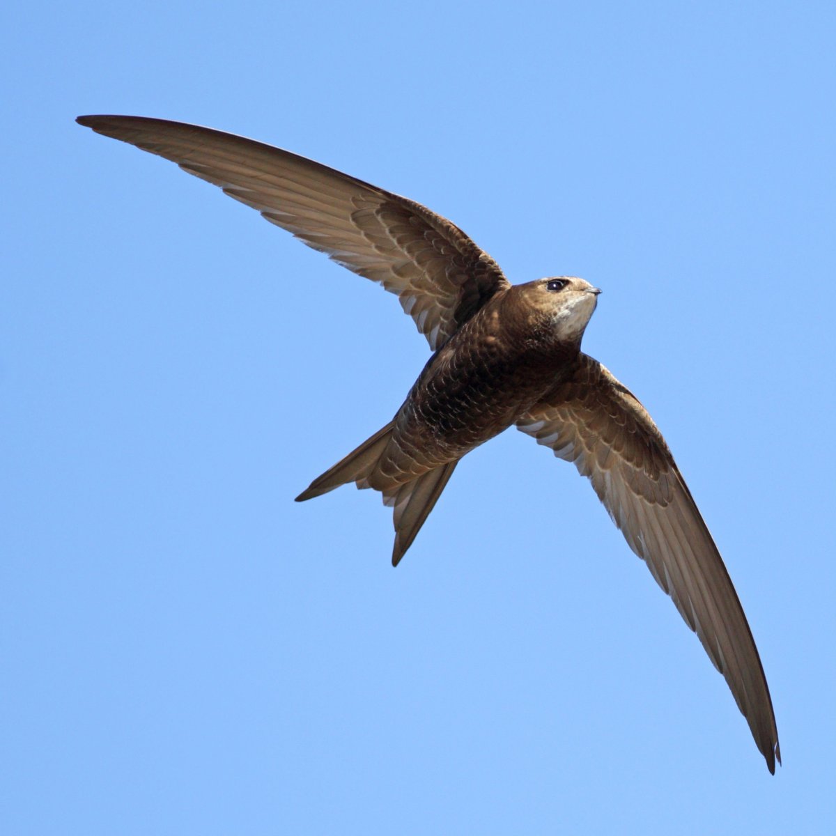 Стриж в руках