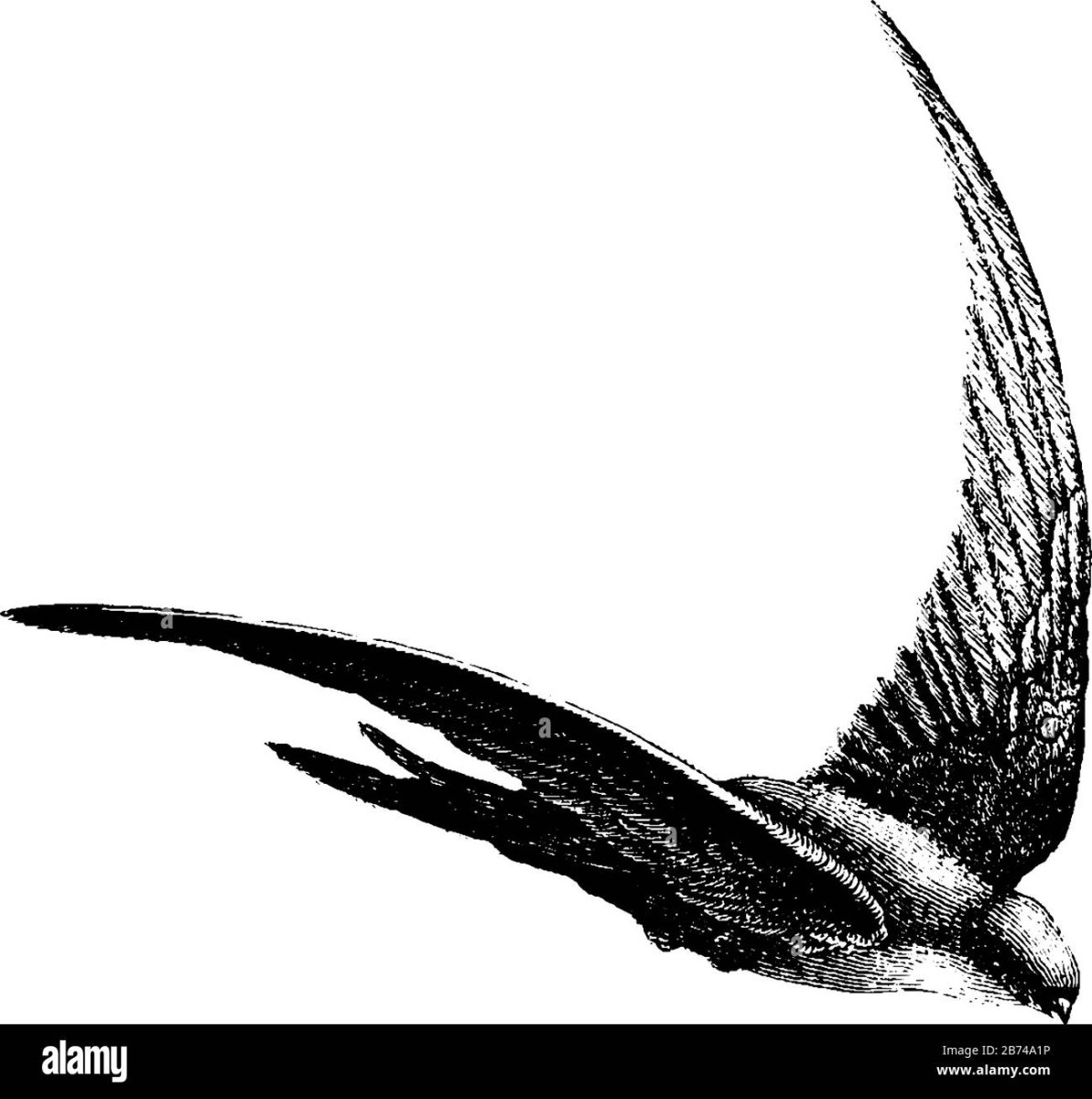 Коробка для стрижа