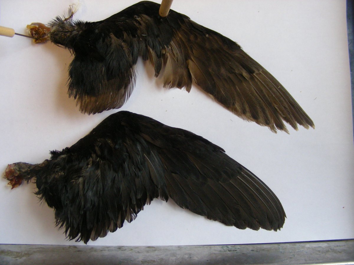 Крылья перья