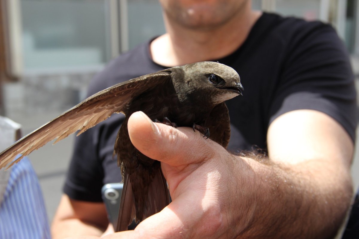 Крылья ласточки