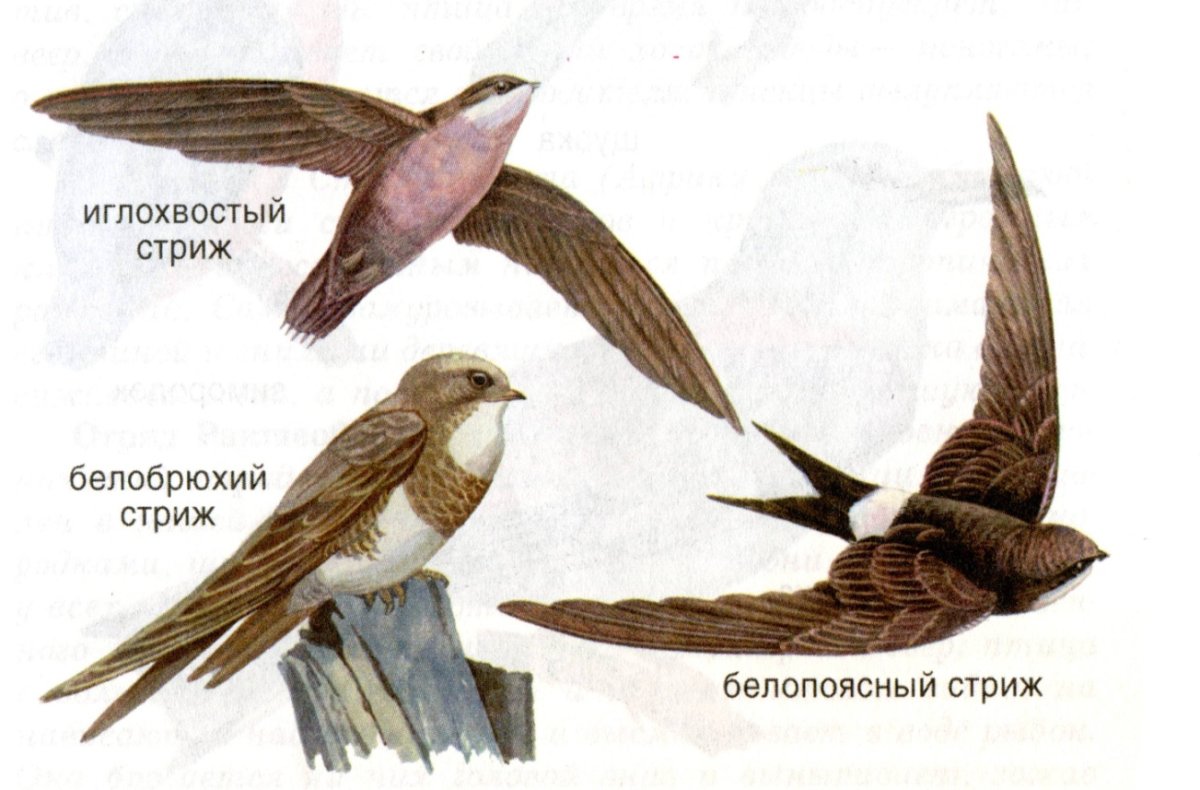 Крылья перья