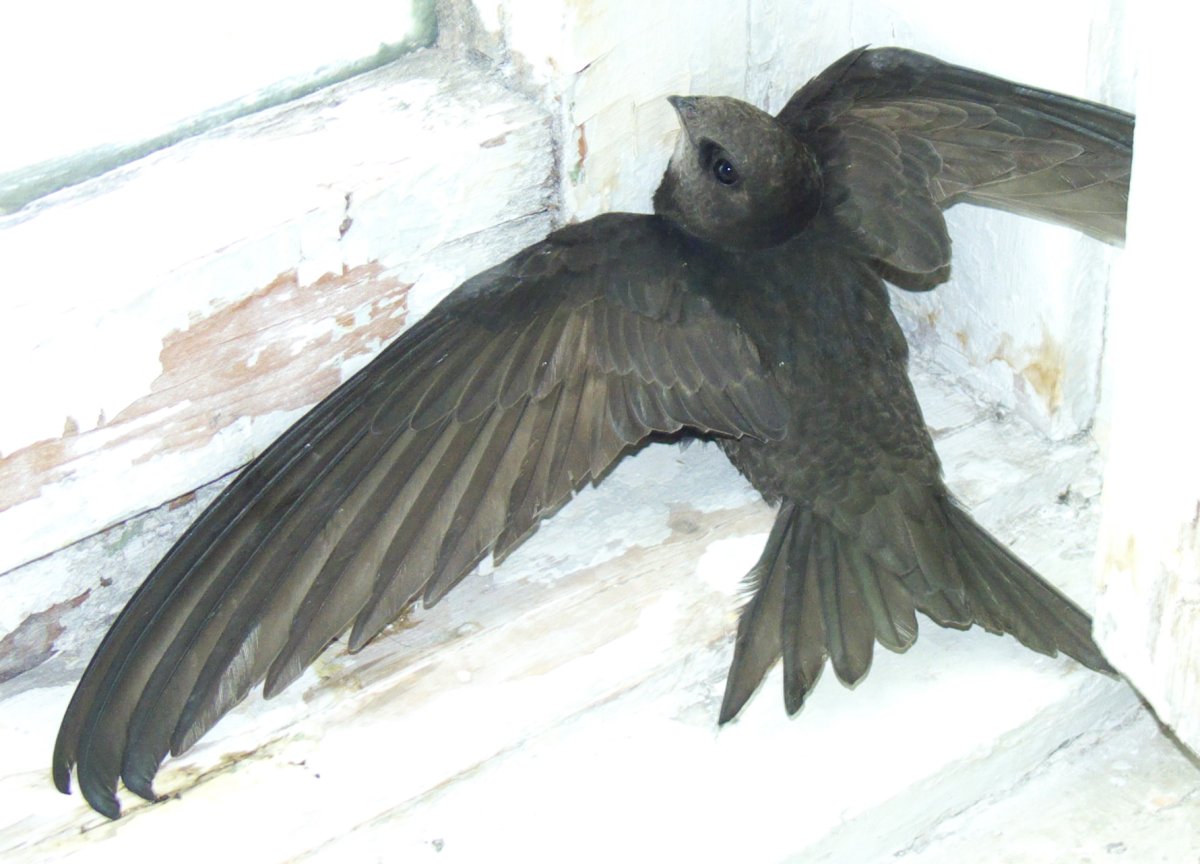 Форма крыльев ласточки