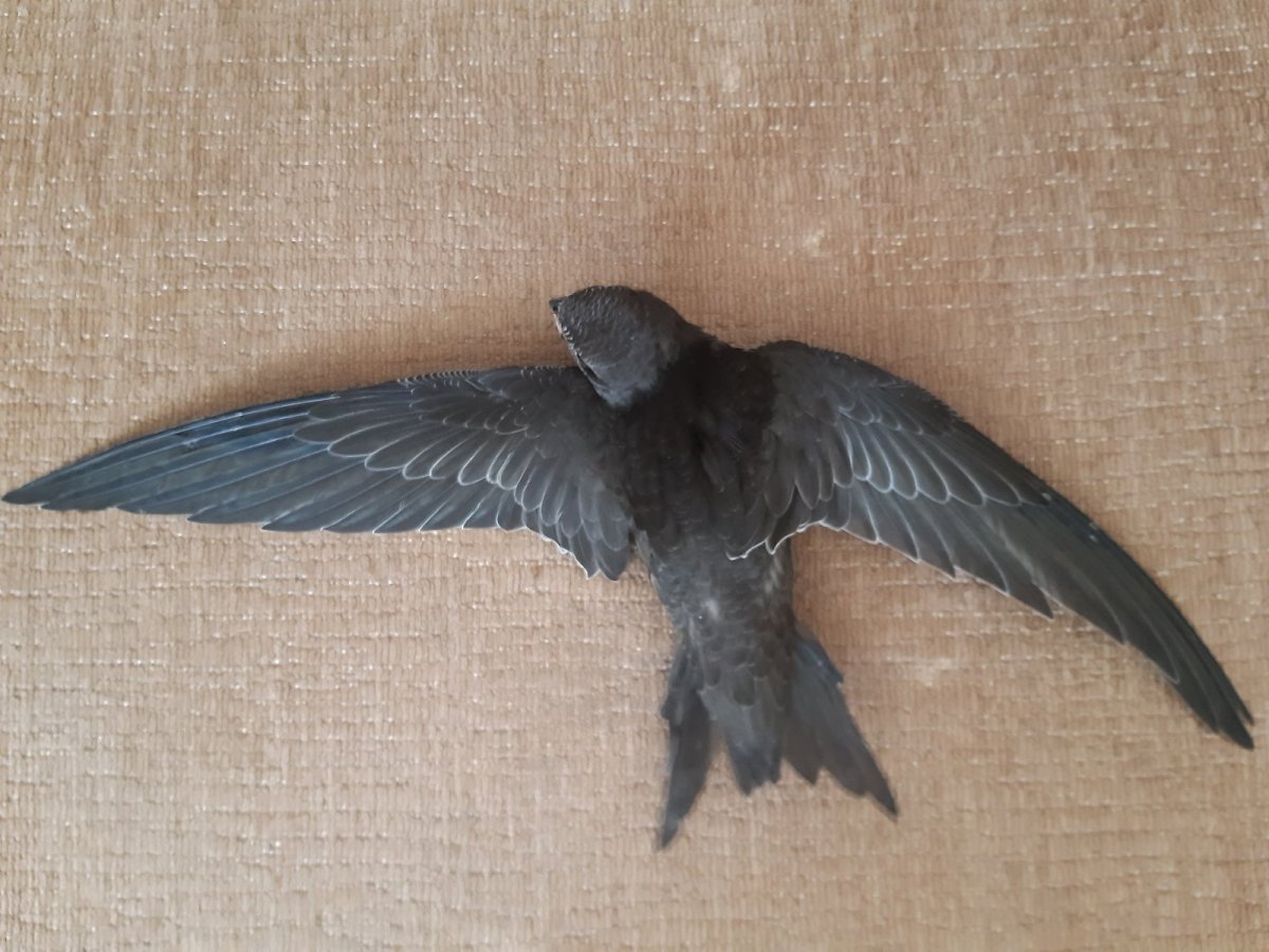 Стриж в полете