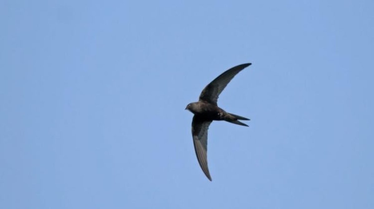 Стая Стрижей