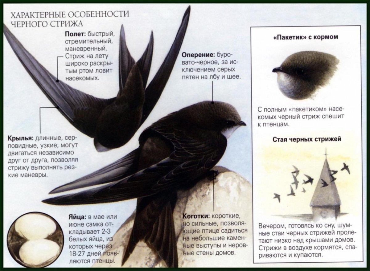 Ласточка в полете