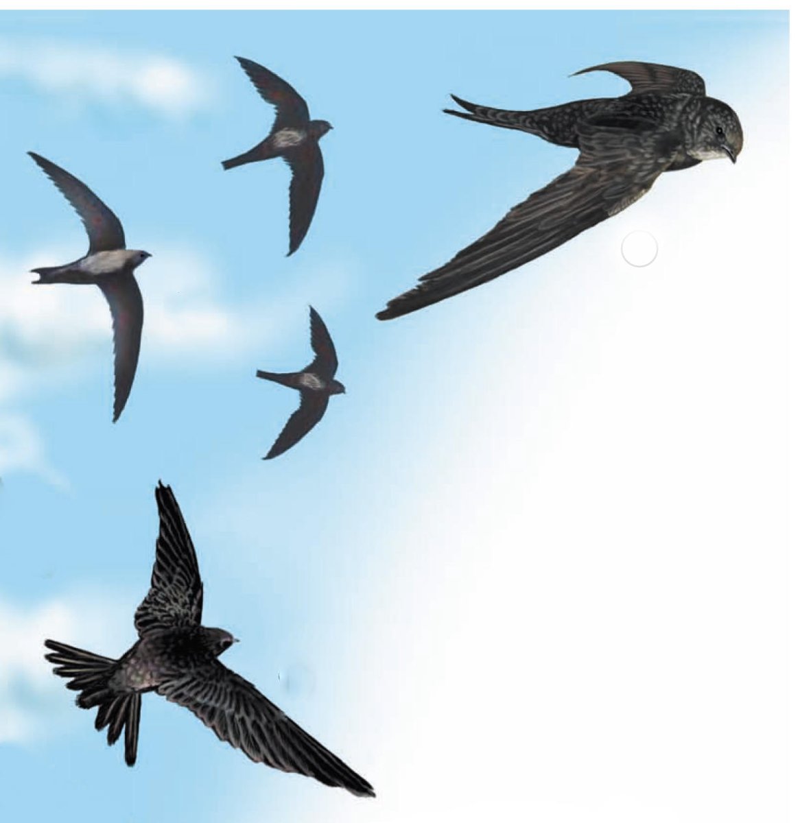 Летучка птиц