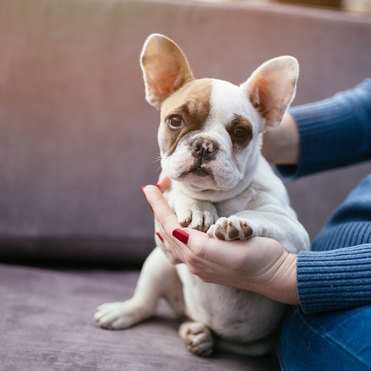 Фузи французские