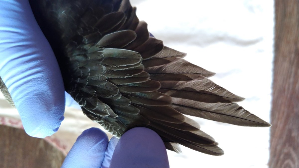 Крылья стрижа