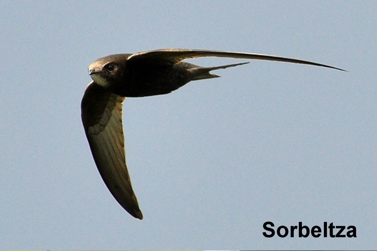 Строение стрижа