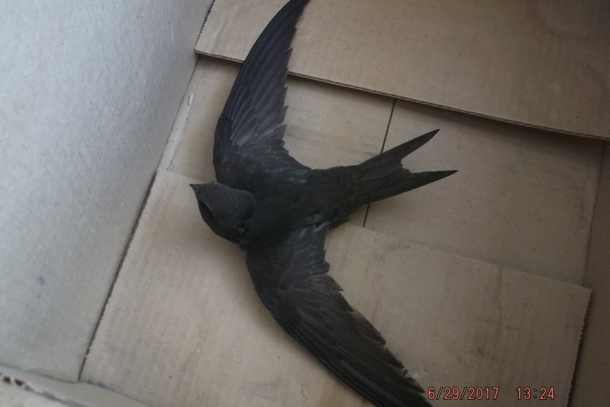 Ласточка в полете