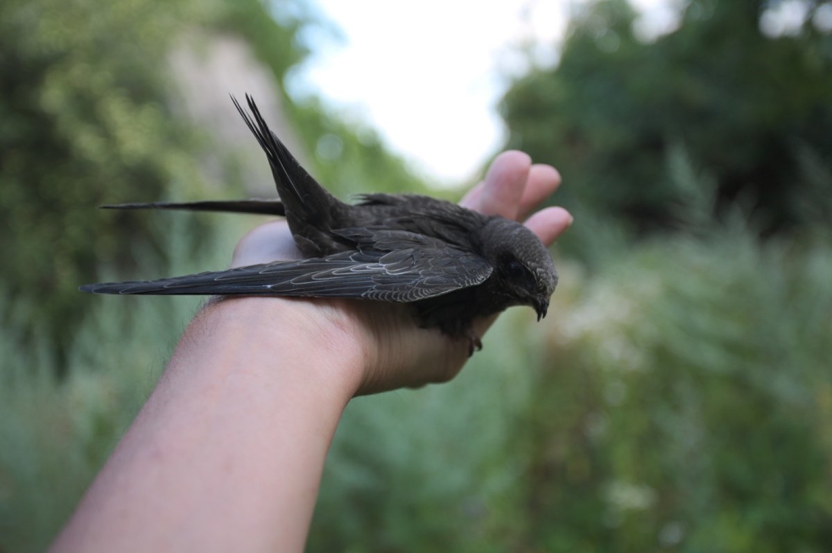 Черные Стрижи в небе