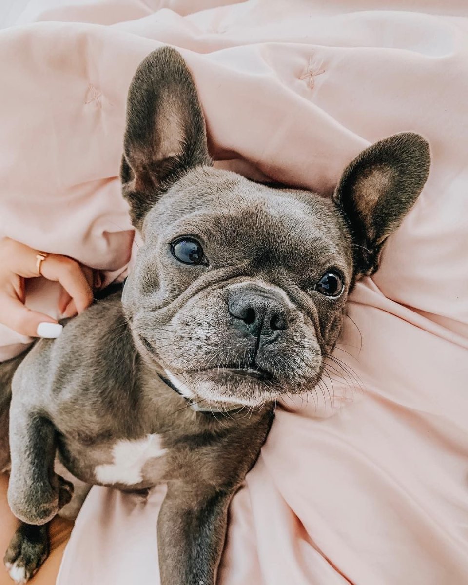 Черный бульдог с голубыми глазами