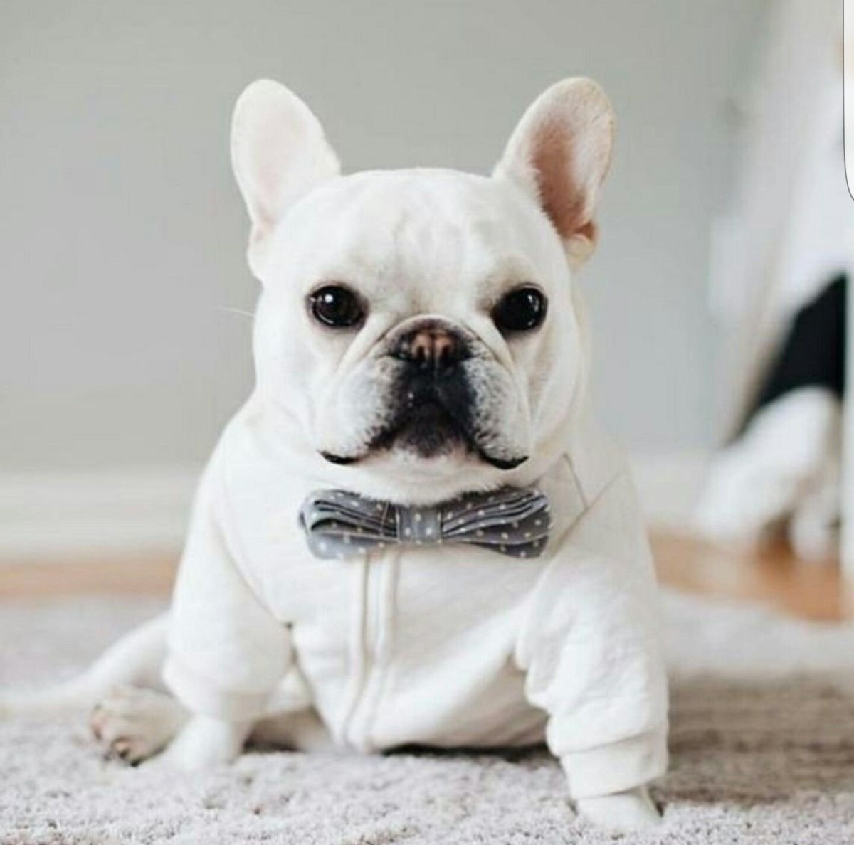 Французский бульдог болеет