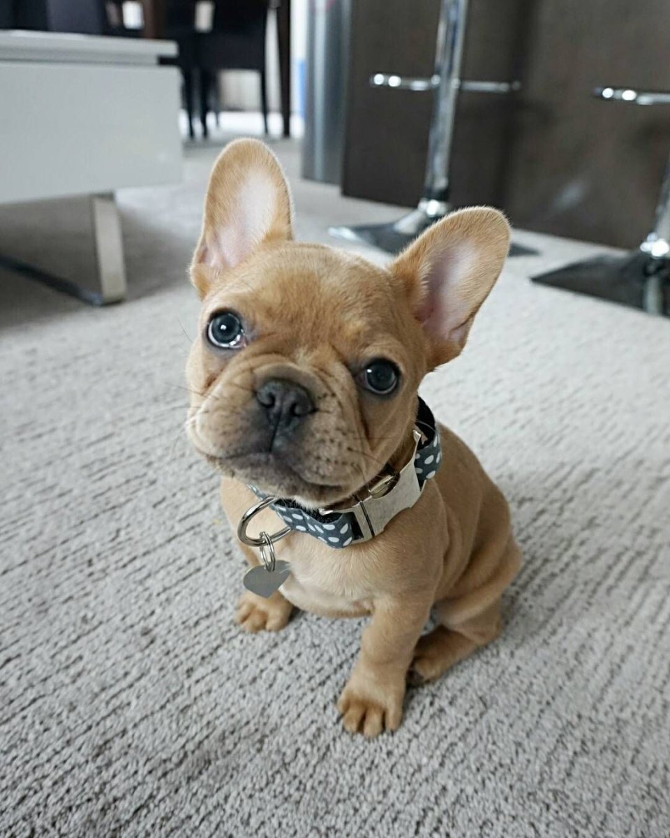 Голубой фавн французский бульдог