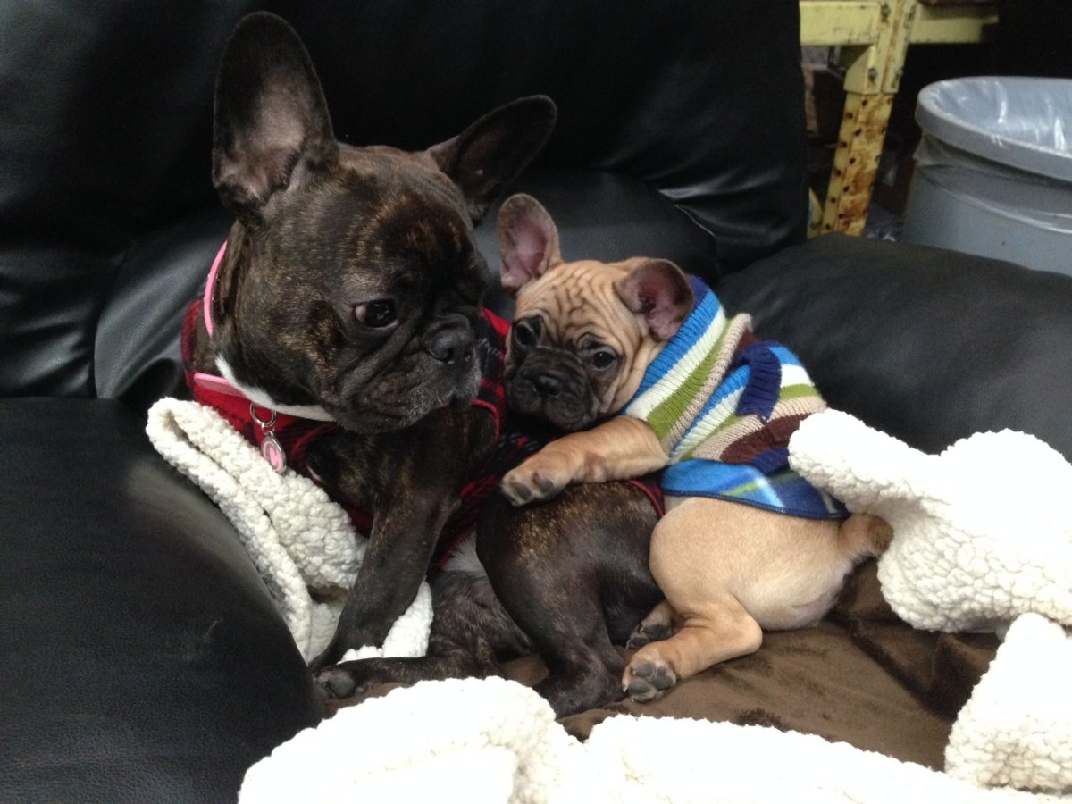 Французский бульдог щенок