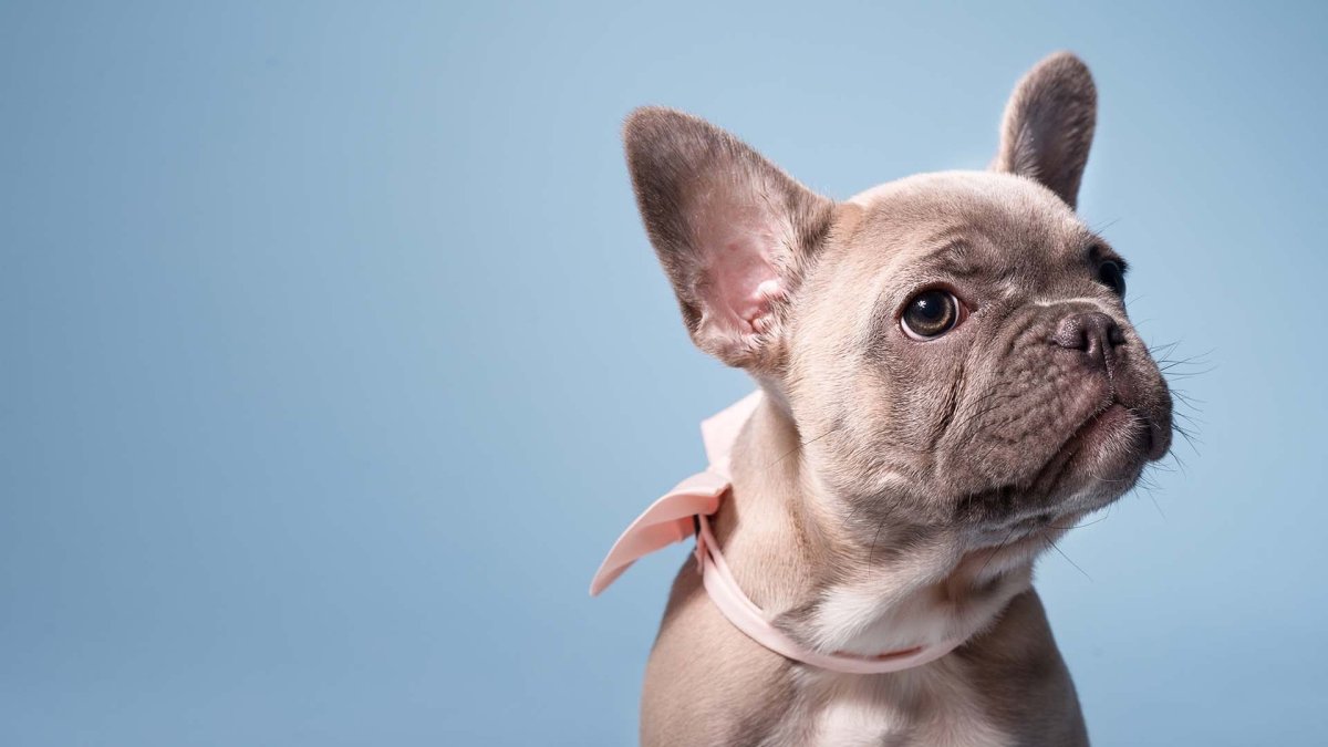 Французский бульдог щенок