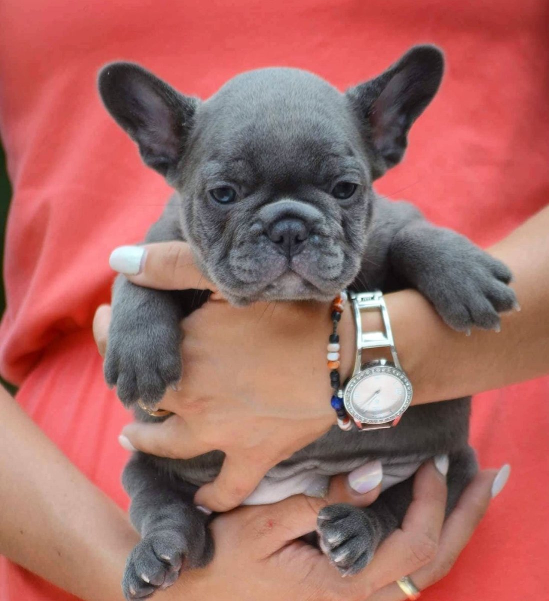 Французский бульдог радостный