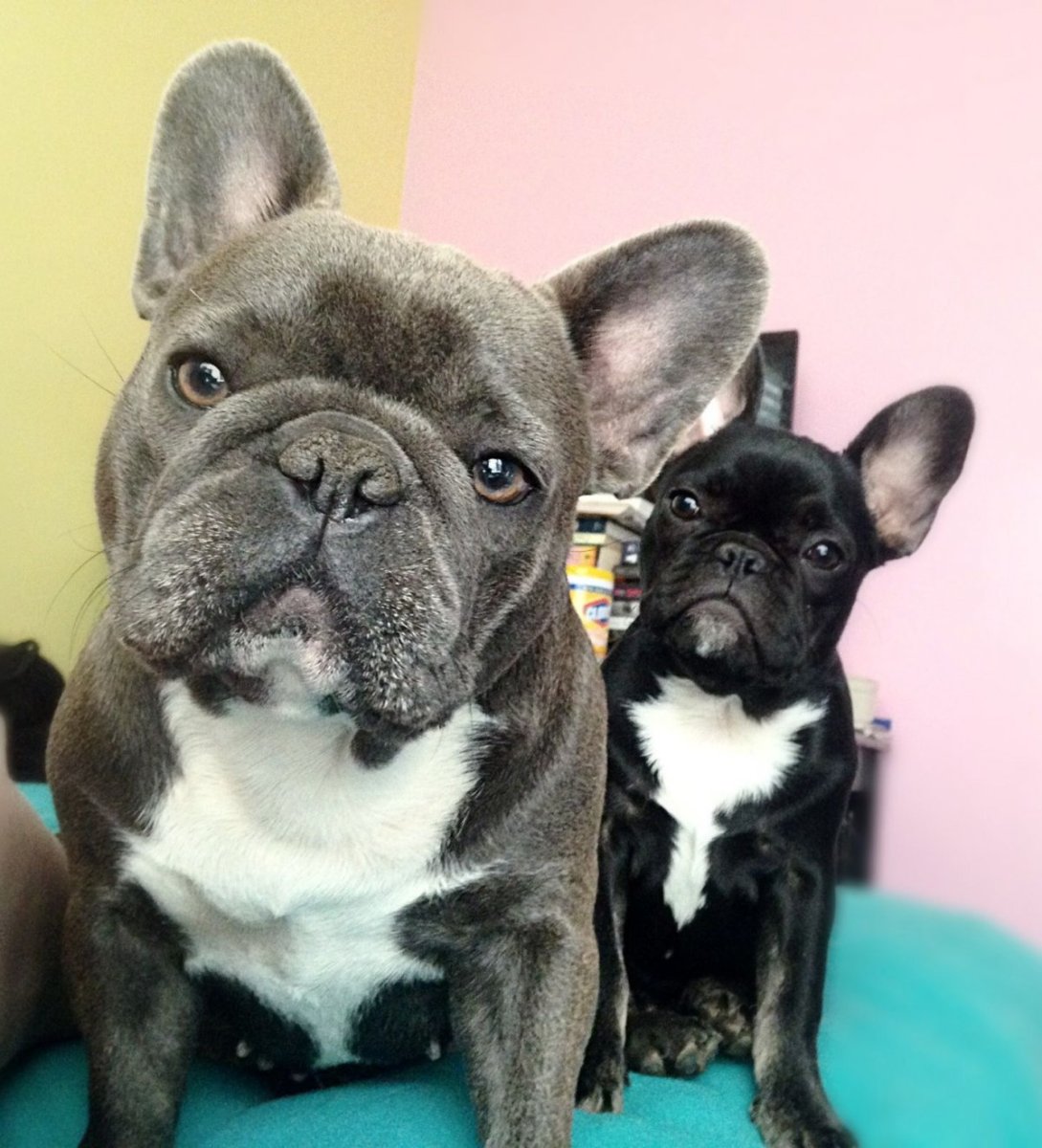 Французский бульдог Оренбург