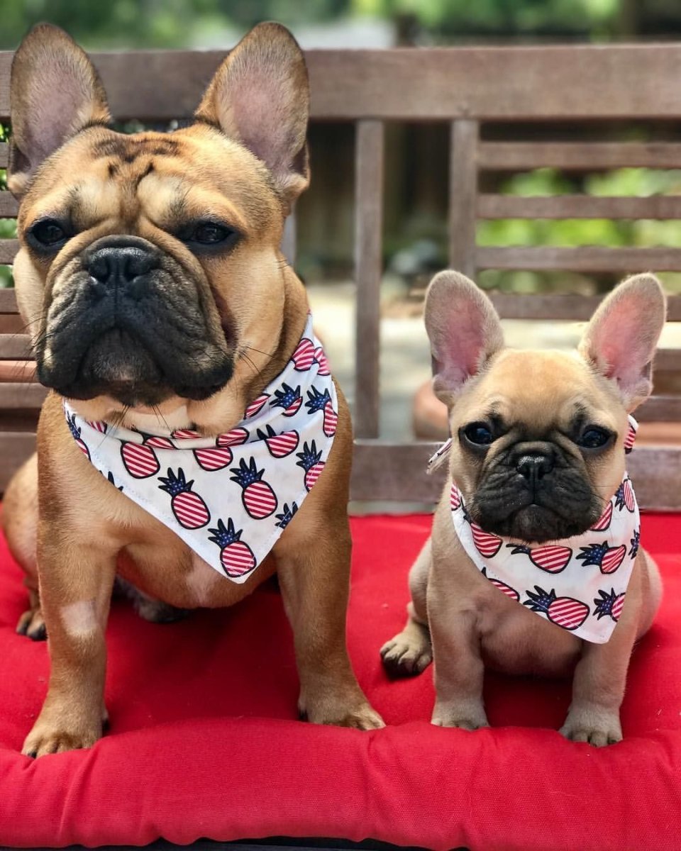 Карликовый бульдог