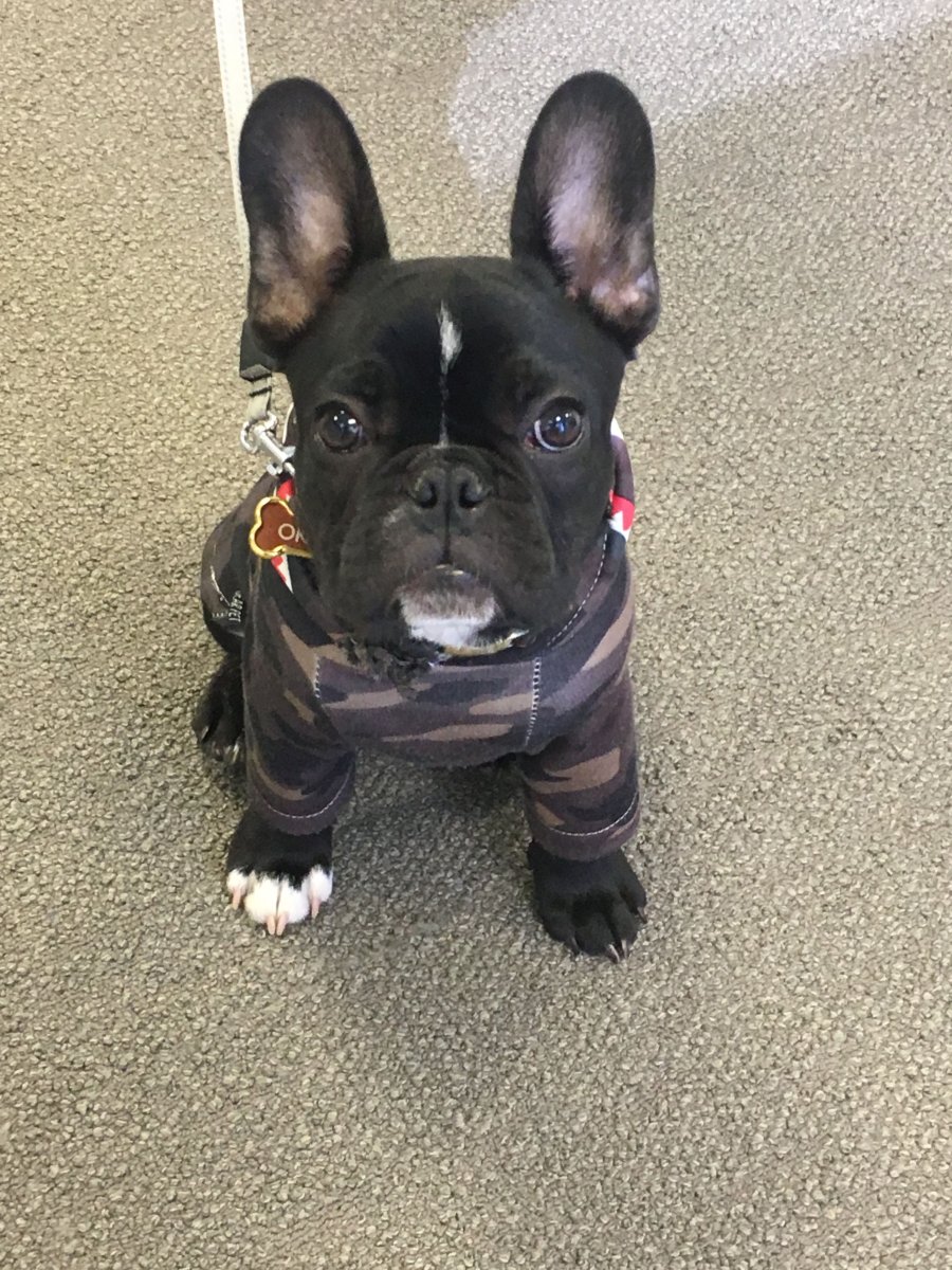 Французский бульдог