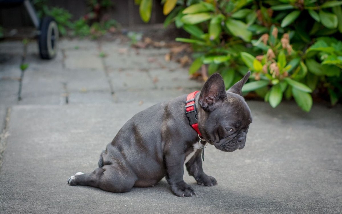 Французский бульдог